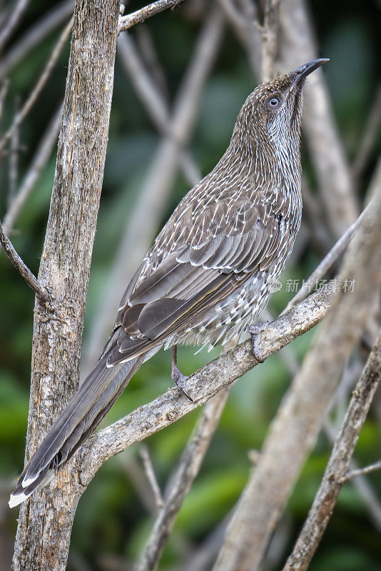 红荆棘鸟（Anthochaera carunculata）